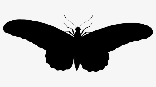 Butterfly Silhouette Clip Art - รูป ผีเสื้อ ขาว ดํา, HD Png Download, Transparent PNG