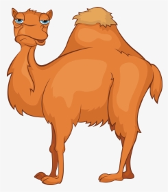 Clip Art Camels Cartoon - Old Camel Clipart, HD Png Download, Transparent PNG