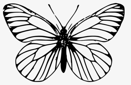 Clip Art Butterfly Outline - Outline Drawing Of Butterfly, HD Png Download, Transparent PNG