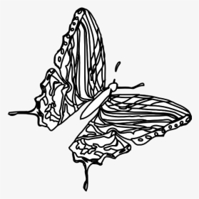 Butterfly Black White Line Art 555px, HD Png Download, Transparent PNG