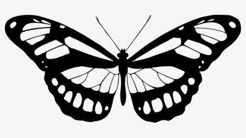 Transparent Butterfly Clipart Png Black And White - Butterfly White And Black, Png Download, Transparent PNG