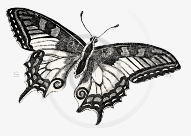 Transparent Schmetterling Clipart - Drawing, HD Png Download, Transparent PNG