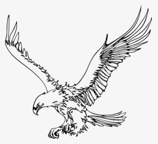 Bald Eagle Pig Drawing Clip Art - Outline Images Of Eagle, HD Png Download, Transparent PNG