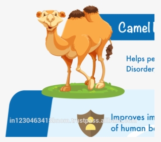 Camel Clipart Fat - Illustration, HD Png Download, Transparent PNG