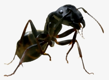 And United Termites Wasp Ants States Of Clipart - Carpenter Ant, HD Png Download, Transparent PNG