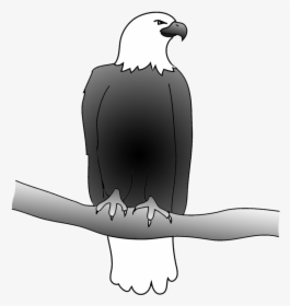 Outline Of Bald Eagle, Bald Eagle Drawing - Drawing, HD Png Download, Transparent PNG