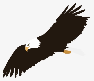 Soaring Bald Eagle Vector Clipart Image - Bald Eagle Flying Clip Art, HD Png Download, Transparent PNG