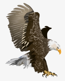 Realistic Clipart Eagle - Clip Art Bald Eagle, HD Png Download, Transparent PNG