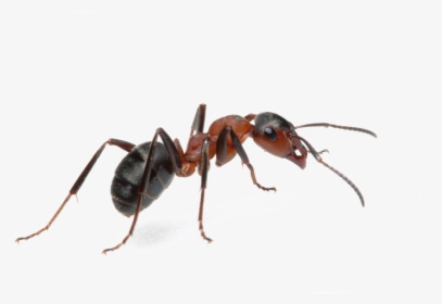 Crayola Marker Clipart - Pest Ants, HD Png Download, Transparent PNG