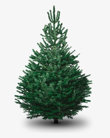 File Christmas Tree Clipart Png - Large Real Christmas Tree, Transparent Png, Transparent PNG