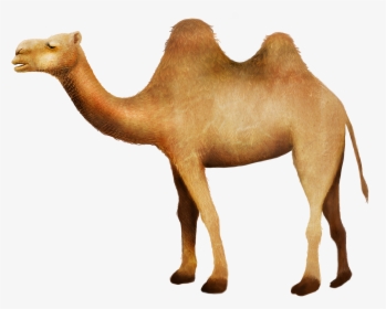 Clip Art Camel In Desert Picture - Camello Desierto Png, Transparent Png, Transparent PNG
