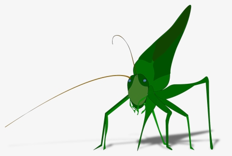 The Ant And The Grasshopper Drawing Cricket Download - Grasshopper Clipart, HD Png Download, Transparent PNG