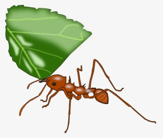 Transparent Ant Clip Art - Leaf Cutter Ants Transparent, HD Png Download, Transparent PNG