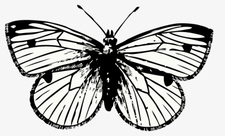 Cliparts For Free Download Moth Clipart And Use - Butterfly Tattoo Png, Transparent Png, Transparent PNG