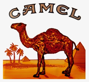 Camel Logo Clipart Camel Cigarette Logo - Camel Cigarette Pack, HD Png Download, Transparent PNG