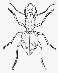 Line Art,head,neck - Insects And Spider Drawings, HD Png Download, Transparent PNG