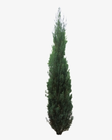 Pine Tree Clipart Juniper Tree , Png Download - Juniper Tree Png, Transparent Png, Transparent PNG