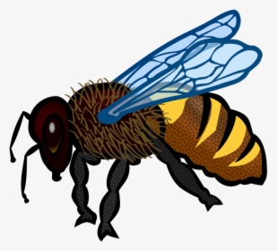 Fly,honey Bee,pollinator - Honey Bee Drawing Colour, HD Png Download, Transparent PNG
