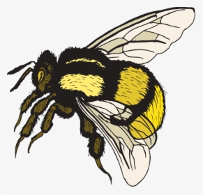 Cartoon Bumble Bee Clip Art Clipart - Bumble Bee Clip Art, HD Png Download, Transparent PNG