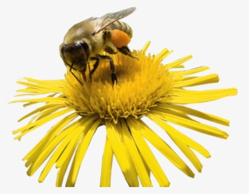 Transparent Flower Clipart Png - Bee On Flower Clipart, Png Download, Transparent PNG