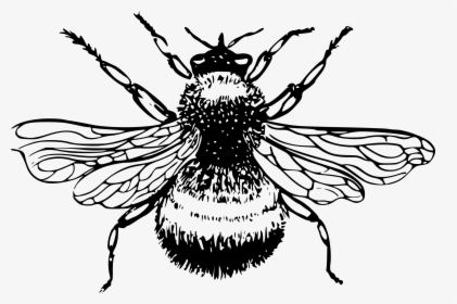Bee Black And White Png - Bumble Bee Drawing Png, Transparent Png, Transparent PNG