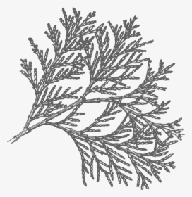 Pine Drawing Lodgepole - Incense Cedar Tree Drawing, HD Png Download, Transparent PNG