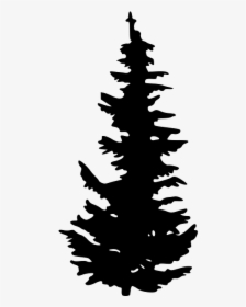 Evergreen Tree Pine Clip Art - Vector Evergreen Tree Silhouette, HD Png Download, Transparent PNG