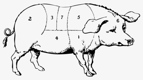 Art,monochrome Photography,carnivoran - Draw And Label A Pig, HD Png Download, Transparent PNG