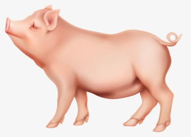 Pig Png - Transparent Background Pig Png, Png Download, Transparent PNG