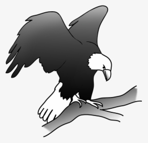 Eagle On A Branch In A Tree - Eagle On Branch Drawing, HD Png Download, Transparent PNG