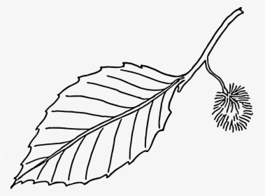 Clipart - Leaves - Black - And - White - Beech Leaf - Leaf Outline Vector Png, Transparent Png, Transparent PNG