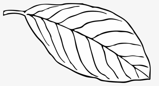 Leaf, White, Beech, Outline, Vein, Nerve - Oval Leaf Clipart, HD Png Download, Transparent PNG