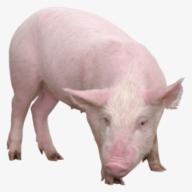 Download Pig Png Image Png Image Pngimg - Pig Png, Transparent Png, Transparent PNG