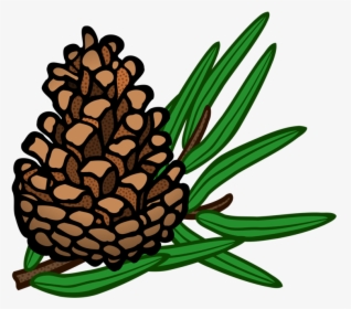 Pine Family,plant,flower - Pinecone Clipart, HD Png Download, Transparent PNG