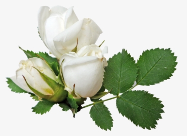White Rose Png Image, Flower White Rose Png Picture - White Roses Transparent Background, Png Download, Transparent PNG