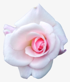 White Cabbage Rose, Garden Roses, Flower - Pink And White Rose Png, Transparent Png, Transparent PNG
