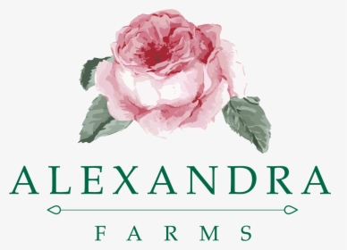 Alexandra Garden Roses, HD Png Download, Transparent PNG
