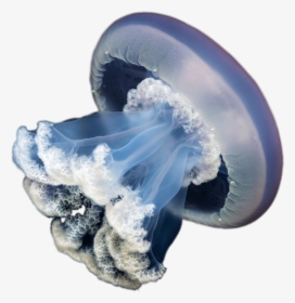 Cnidaria - Transparent Background Jellyfish Transparent, HD Png Download, Transparent PNG