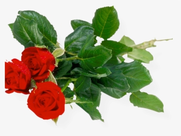 Rose Bush Clipart Anime Rose - Flowers Of Bunch Transparent Background, HD Png Download, Transparent PNG