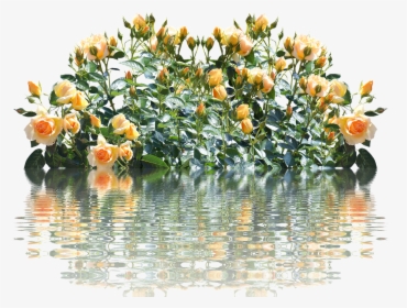 Roses Rose Bush Romantic Free Picture - Cespugli Fiori Png, Transparent Png, Transparent PNG