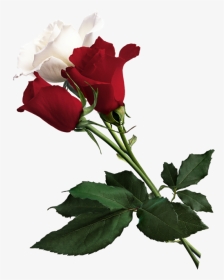 White Rose Clipart - Happy Marriage Anniversary New, HD Png Download, Transparent PNG