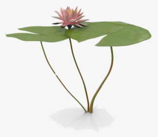 Water Lily Png Free Download - Water Lily Plants Png, Transparent Png, Transparent PNG