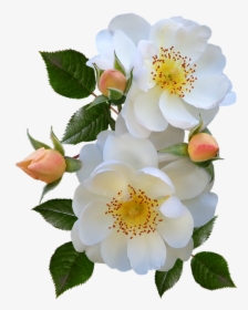 Roses, Stamens, Pollen, Buds, White, Flowers, Perfume - Burnet Rose, HD Png Download, Transparent PNG
