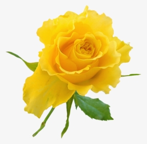 Transparent Background Yellow Rose Clipart , Transparent - Good Night Yellow Rose, HD Png Download, Transparent PNG