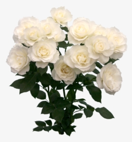 Transparent White Roses Png, Png Download, Transparent PNG