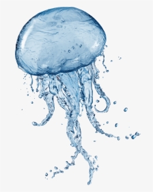 Jellyfish Transparent Images Png - Jellyfish With No Background, Png Download, Transparent PNG