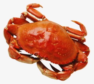 Crab Png, Transparent Png, Transparent PNG