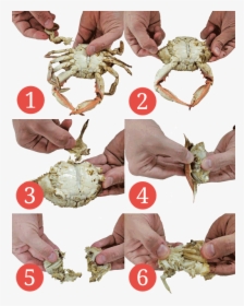 Crab - Do You Eat Blue Crab, HD Png Download, Transparent PNG