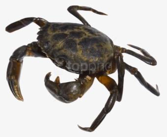 Crab Silhouette Png - Crab Transparent Png, Png Download, Transparent PNG