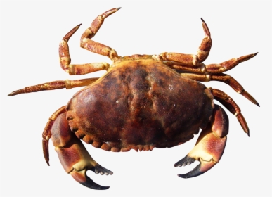 Crab Png Image Purepng - Crab Png Transparent, Png Download, Transparent PNG